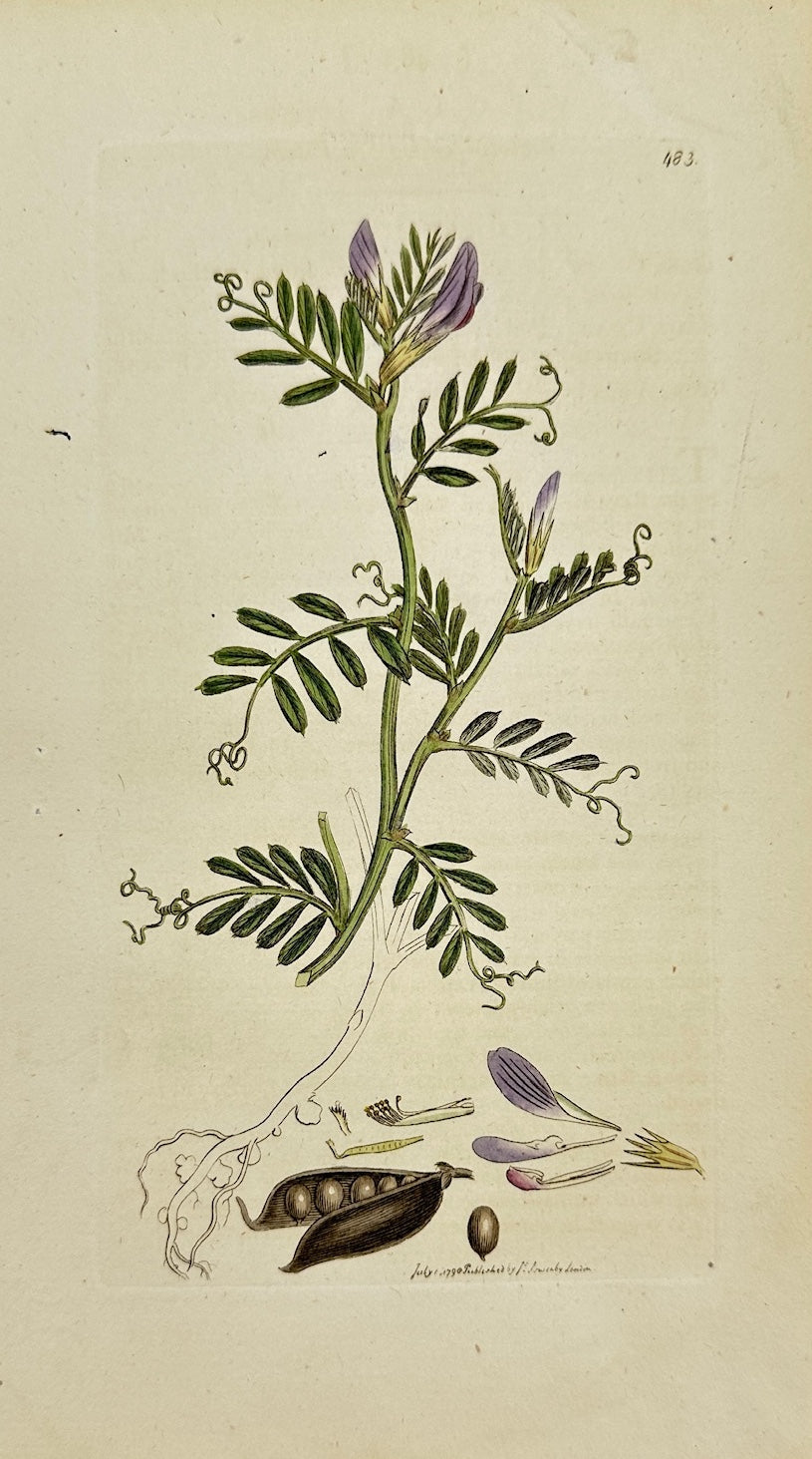Antique Botanical Print - James Sowerby - Vicia Laevigata - Smooth Vetch - F1
