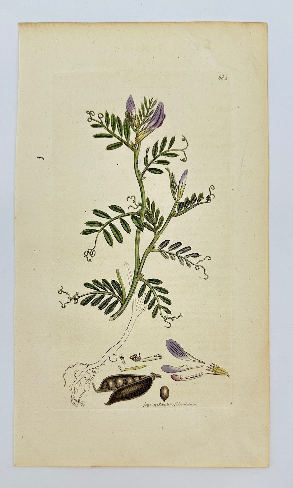 Antique Botanical Print - James Sowerby - Vicia Laevigata - Smooth Vetch - F1