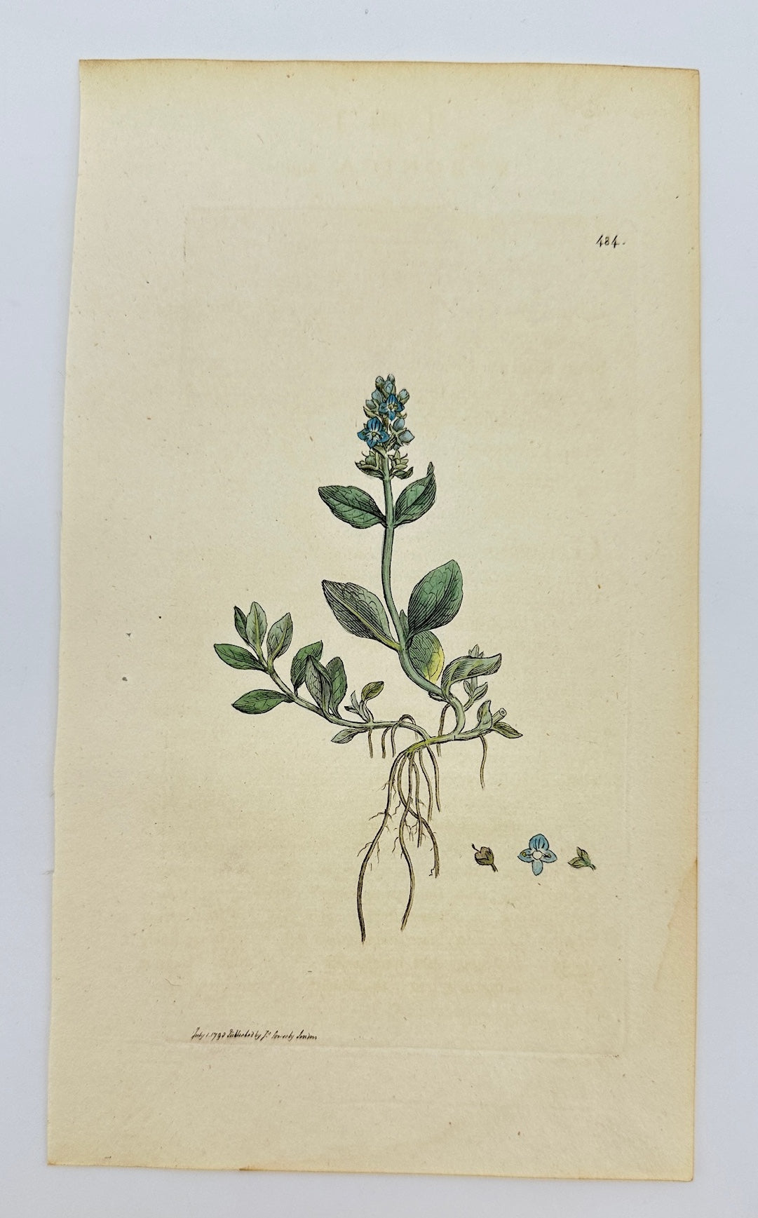 Antique Print - James Sowerby - Veronica Alpina - Alpine Speedwell - F1