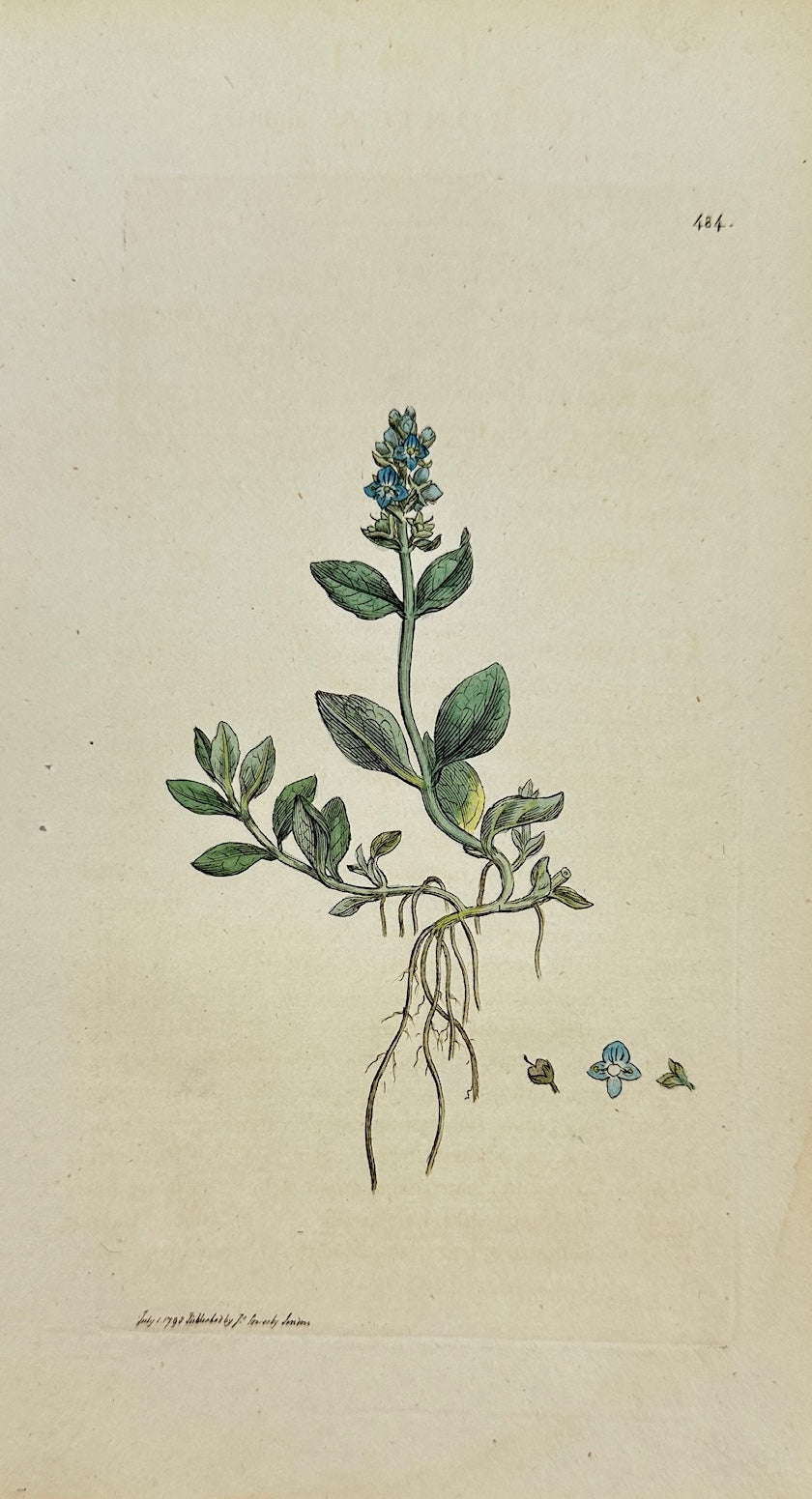 Antique Print - James Sowerby - Veronica Alpina - Alpine Speedwell - F1