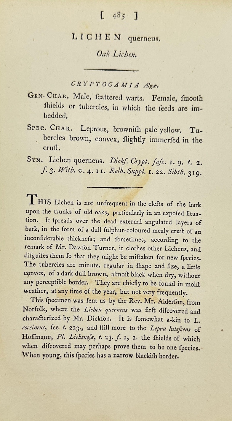 Antique Botanical Print - James Sowerby - Lichen Duercinus - Oak Lichen - F1