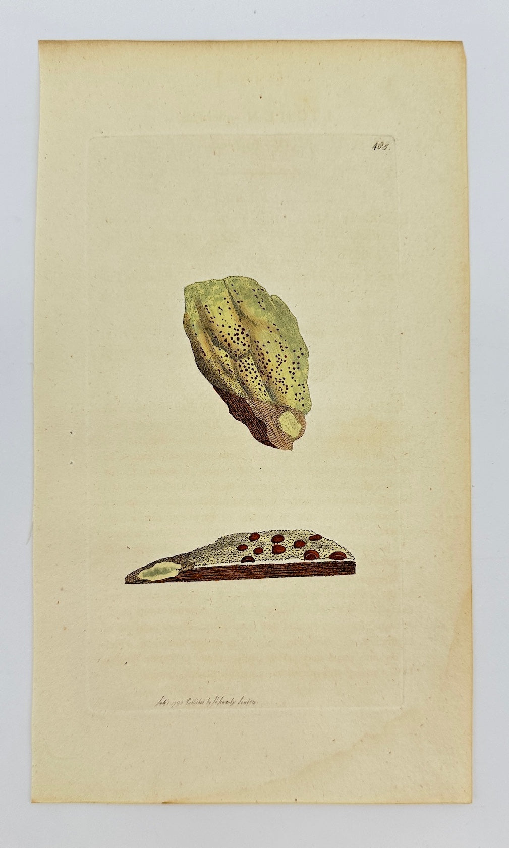 Antique Botanical Print - James Sowerby - Lichen Duercinus - Oak Lichen - F1