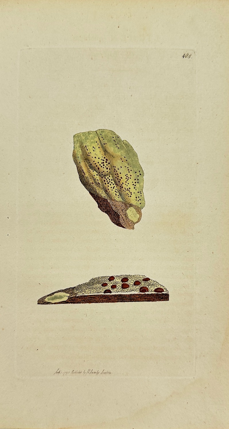 Antique Botanical Print - James Sowerby - Lichen Duercinus - Oak Lichen - F1