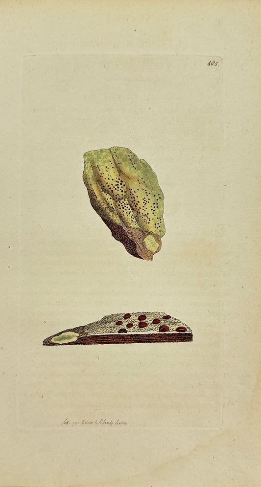 Antique Botanical Print - James Sowerby - Lichen Duercinus - Oak Lichen - F1