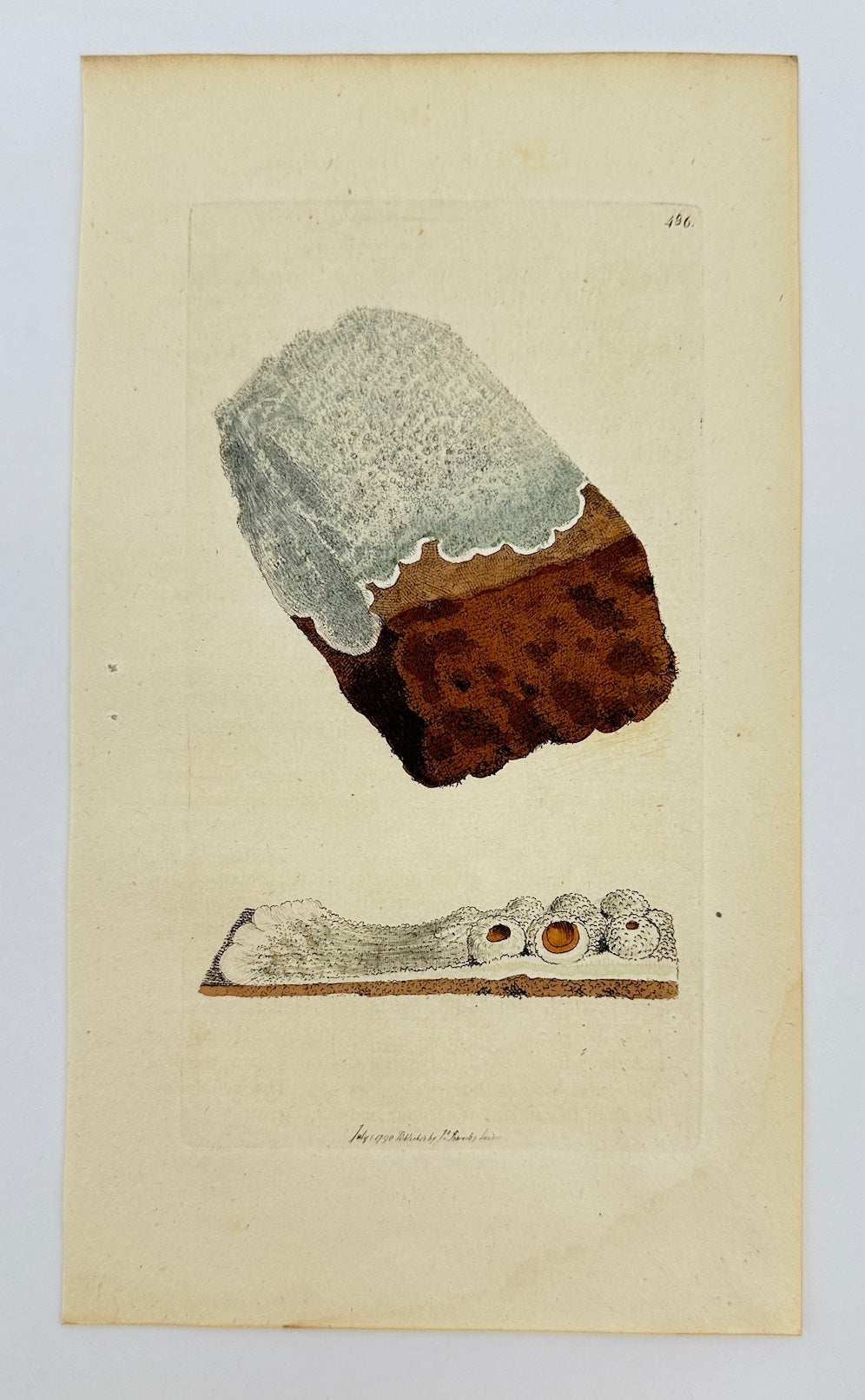 Antique Botanical Print - James Sowerby - Lichen Haematommus - Blood Lichen - F1