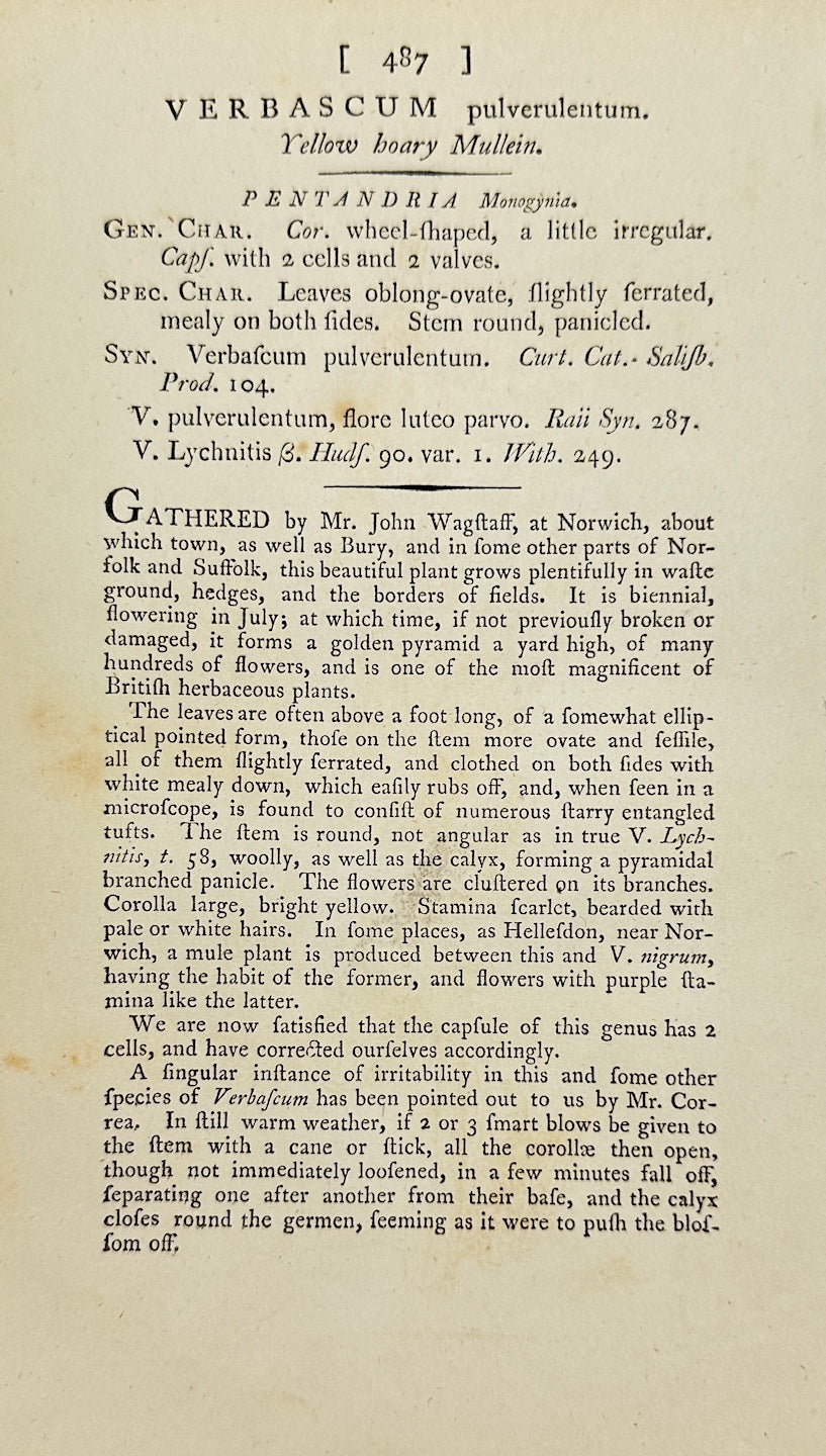 Antique Print - James Sowerby - Verbascum Pulverulentum - Dusty Mullein - F1