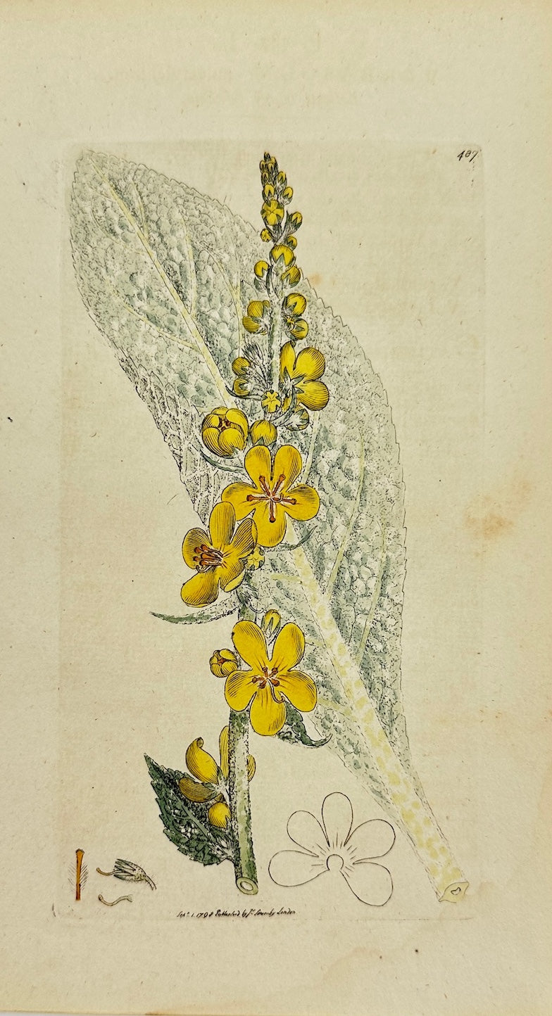 Antique Print - James Sowerby - Verbascum Pulverulentum - Dusty Mullein - F1