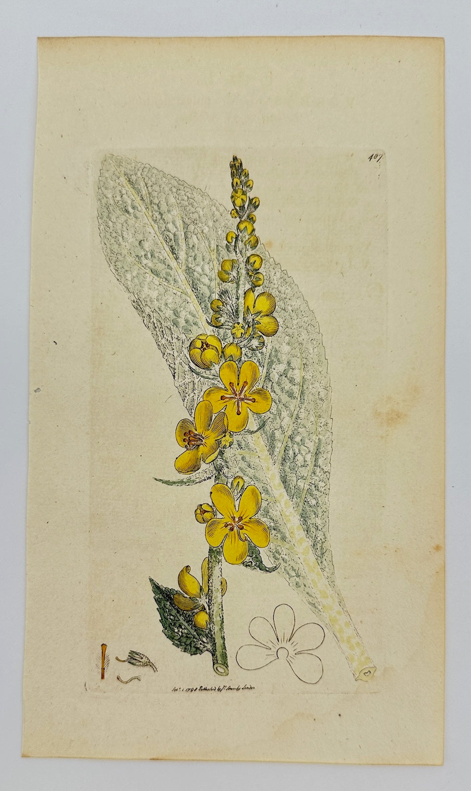 Antique Print - James Sowerby - Verbascum Pulverulentum - Dusty Mullein - F1