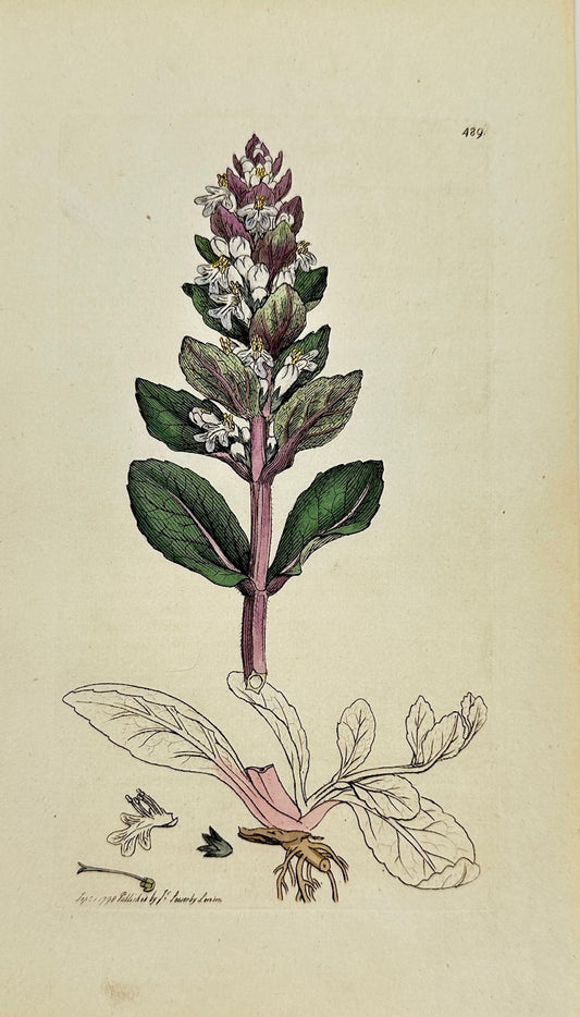 Antique Botanical Print - James Sowerby - Ajuga Reptans - Ground Pine - F1