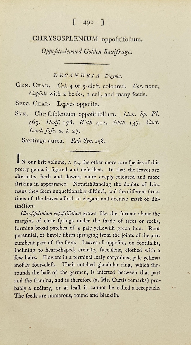 Antique Botanical Print - James Sowerby - Chrysosplenium Oppositifolium - F1