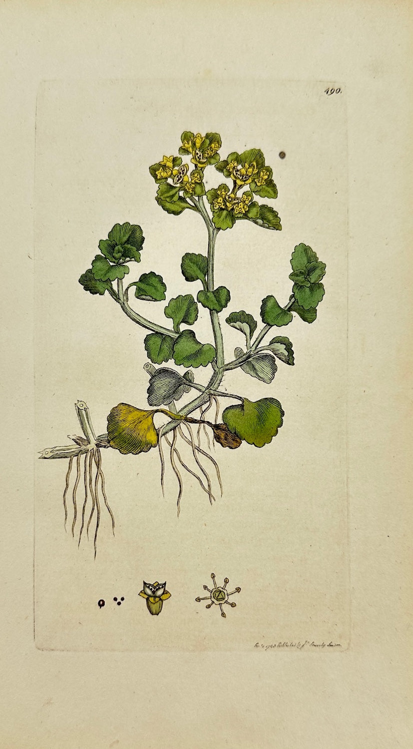 Antique Botanical Print - James Sowerby - Chrysosplenium Oppositifolium - F1