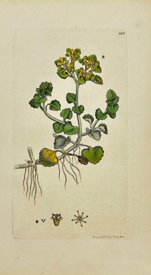 Antique Botanical Print - James Sowerby - Chrysosplenium Oppositifolium - F1