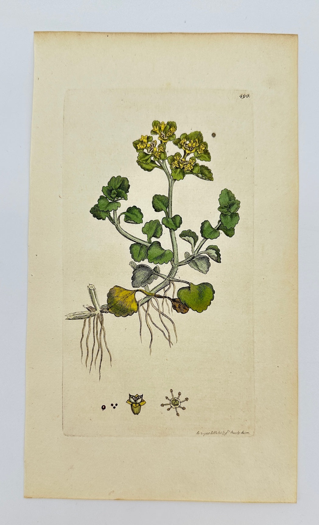 Antique Botanical Print - James Sowerby - Chrysosplenium Oppositifolium - F1
