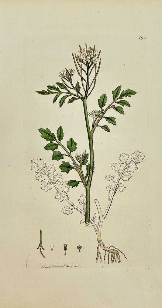 Antique Print - James Sowerby - Cardamine Hirsuta - Hairy Bittercress - F1