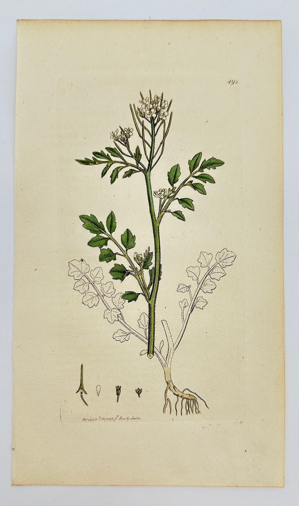Antique Print - James Sowerby - Cardamine Hirsuta - Hairy Bittercress - F1