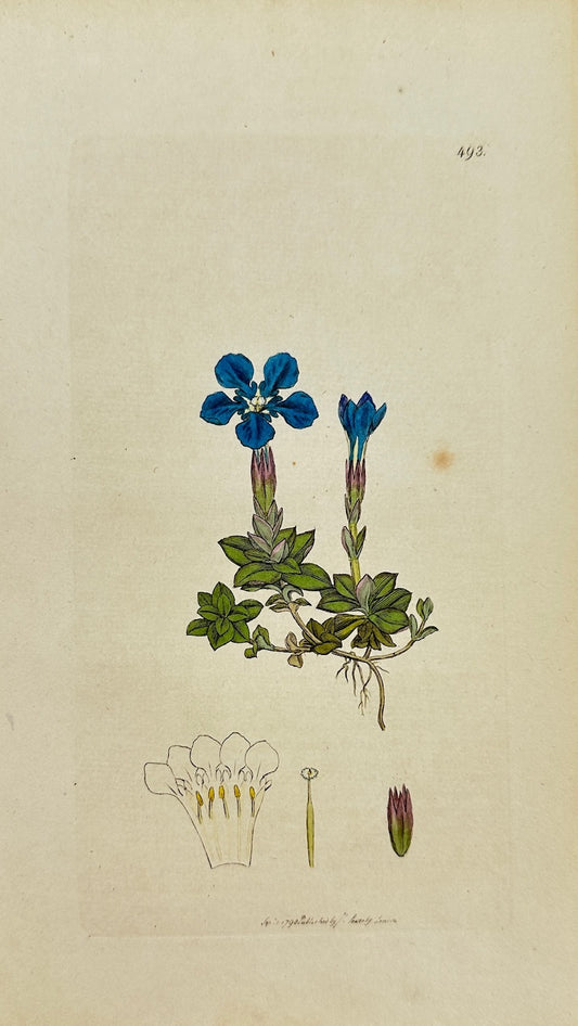 Antique Botanical Print - James Sowerby - Gentiana Verna - Spring Gentian - F1