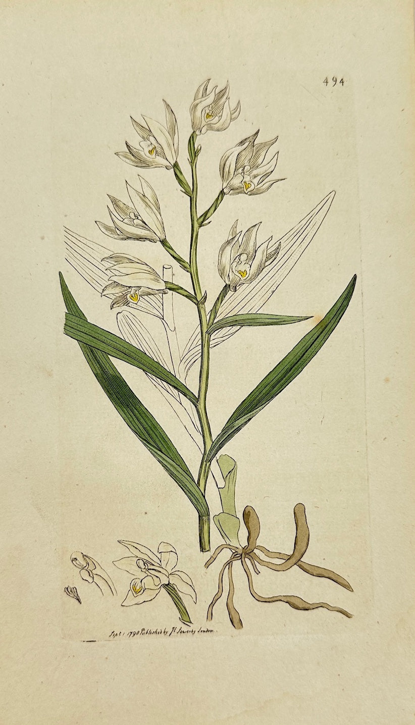 Antique Print - James Sowerby - Serapias Enervia - Nervous Serapias - F1