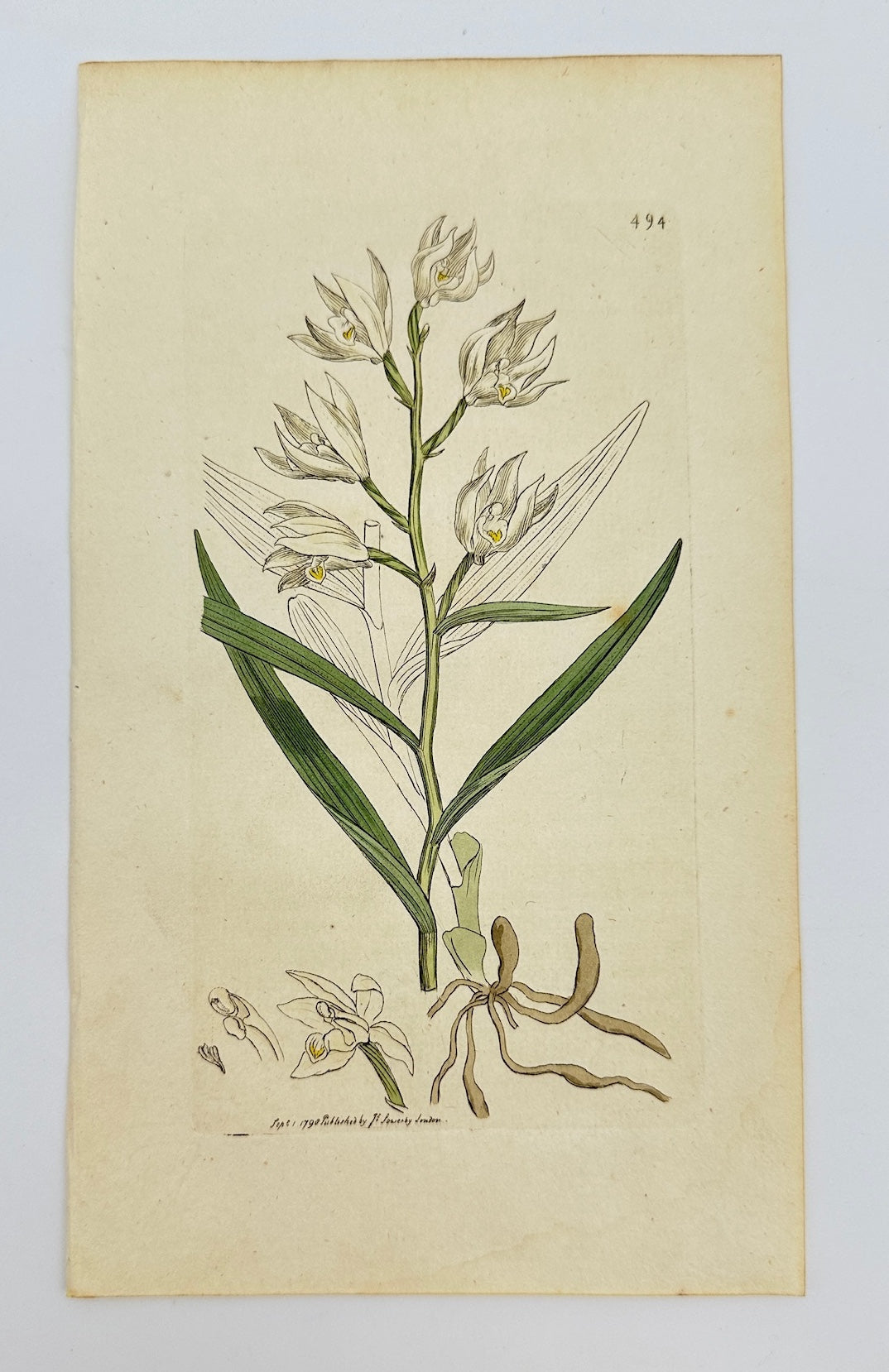 Antique Print - James Sowerby - Serapias Enervia - Nervous Serapias - F1
