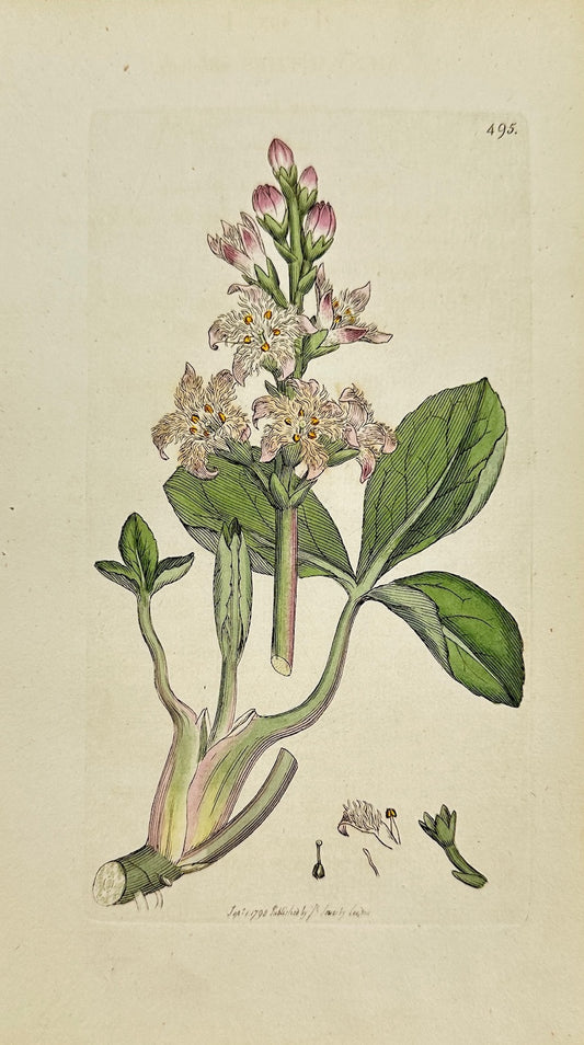 Antique Botanical Print - James Sowerby - Menyanthes Trifoliata - Buckbean - F1