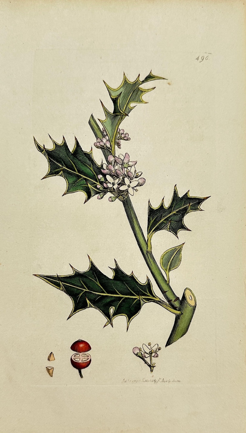Antique Botanical Print - James Sowerby - Llex Aquifolium - Common Holly - F1