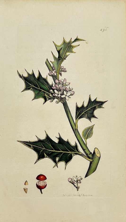 Antique Botanical Print - James Sowerby - Llex Aquifolium - Common Holly - F1