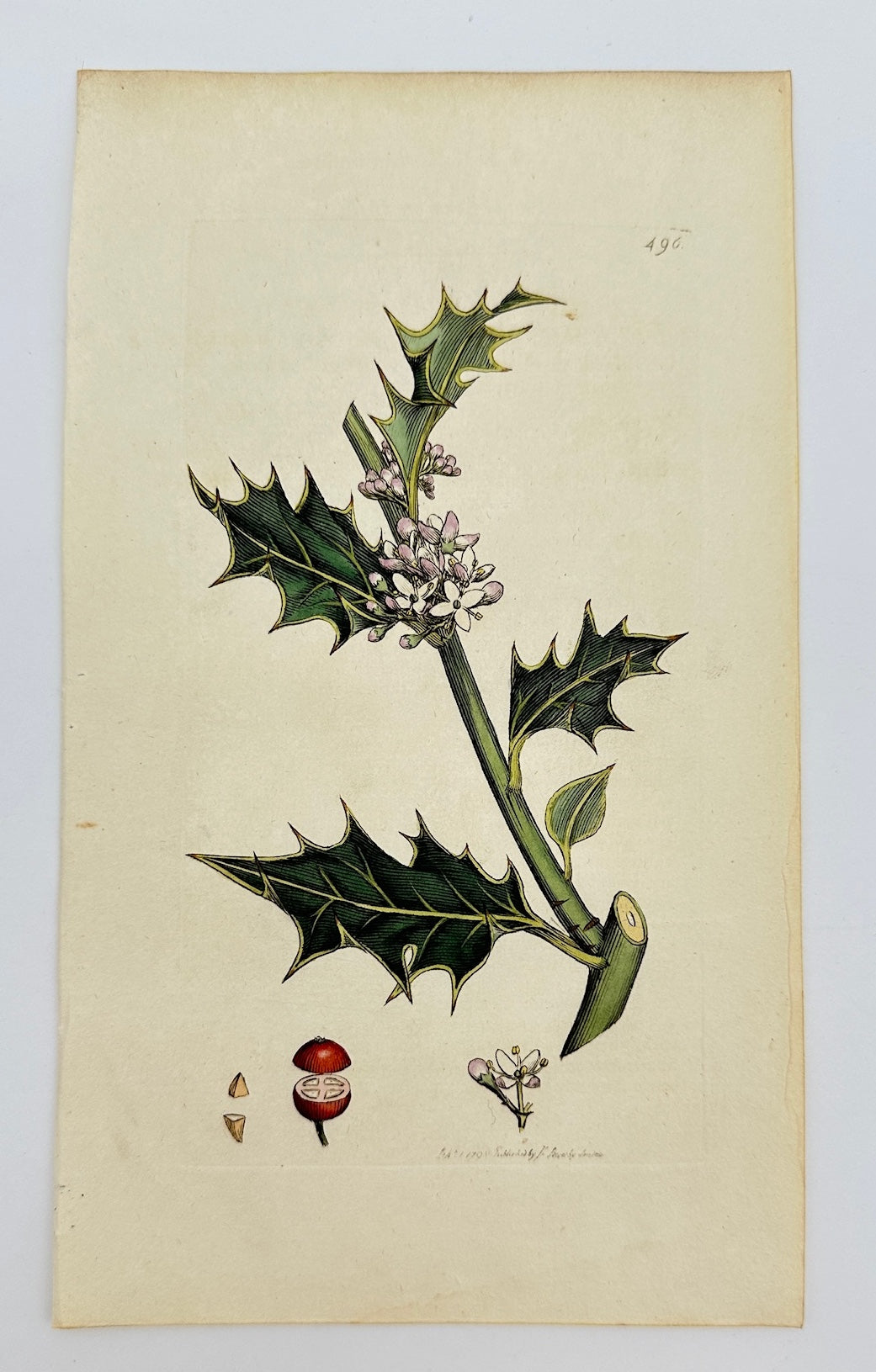 Antique Botanical Print - James Sowerby - Llex Aquifolium - Common Holly - F1