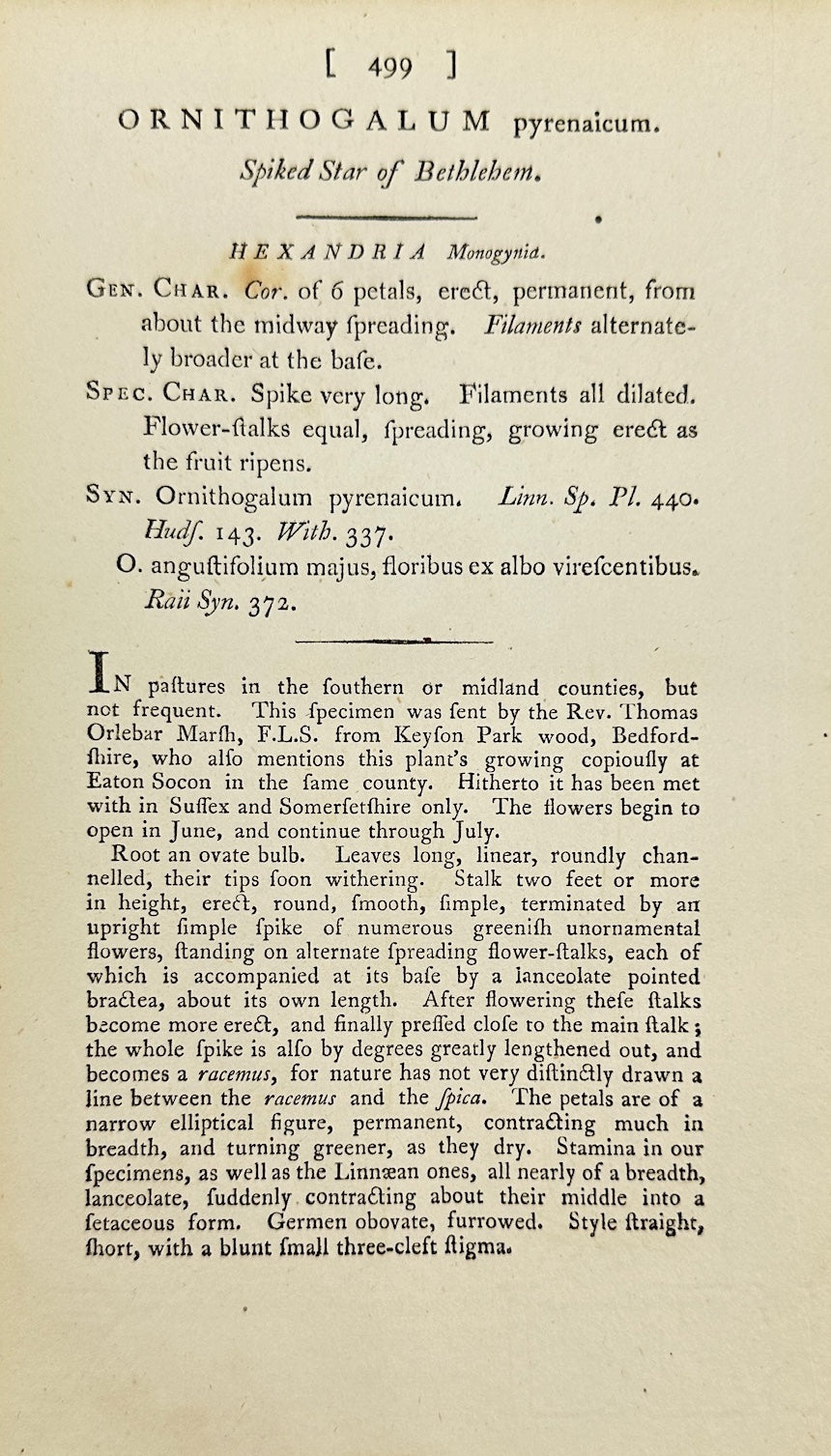 Antique Print - Ornithogalum Pyrenaicum - Spiked Star of Bethlehem - F1