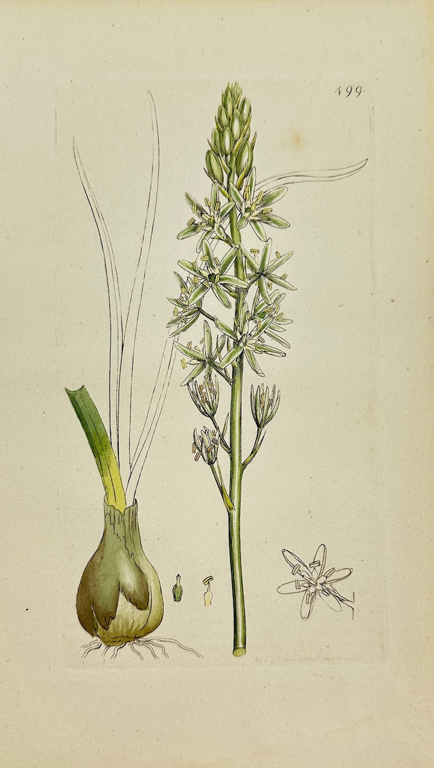Antique Print - Ornithogalum Pyrenaicum - Spiked Star of Bethlehem - F1