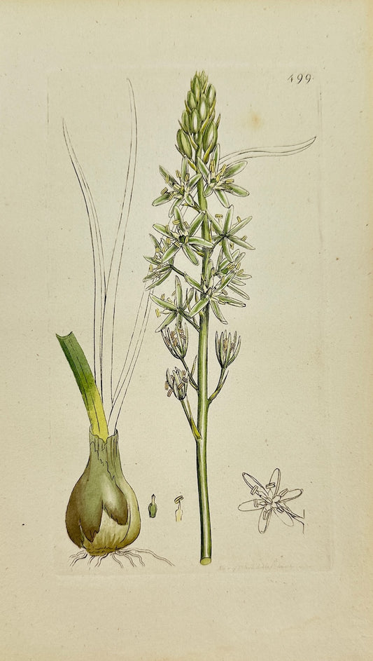 Antique Print - Ornithogalum Pyrenaicum - Spiked Star of Bethlehem - F1