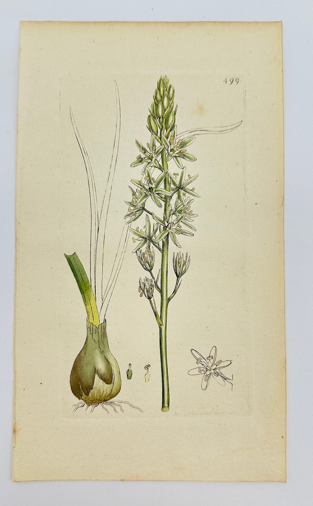 Antique Print - Ornithogalum Pyrenaicum - Spiked Star of Bethlehem - F1