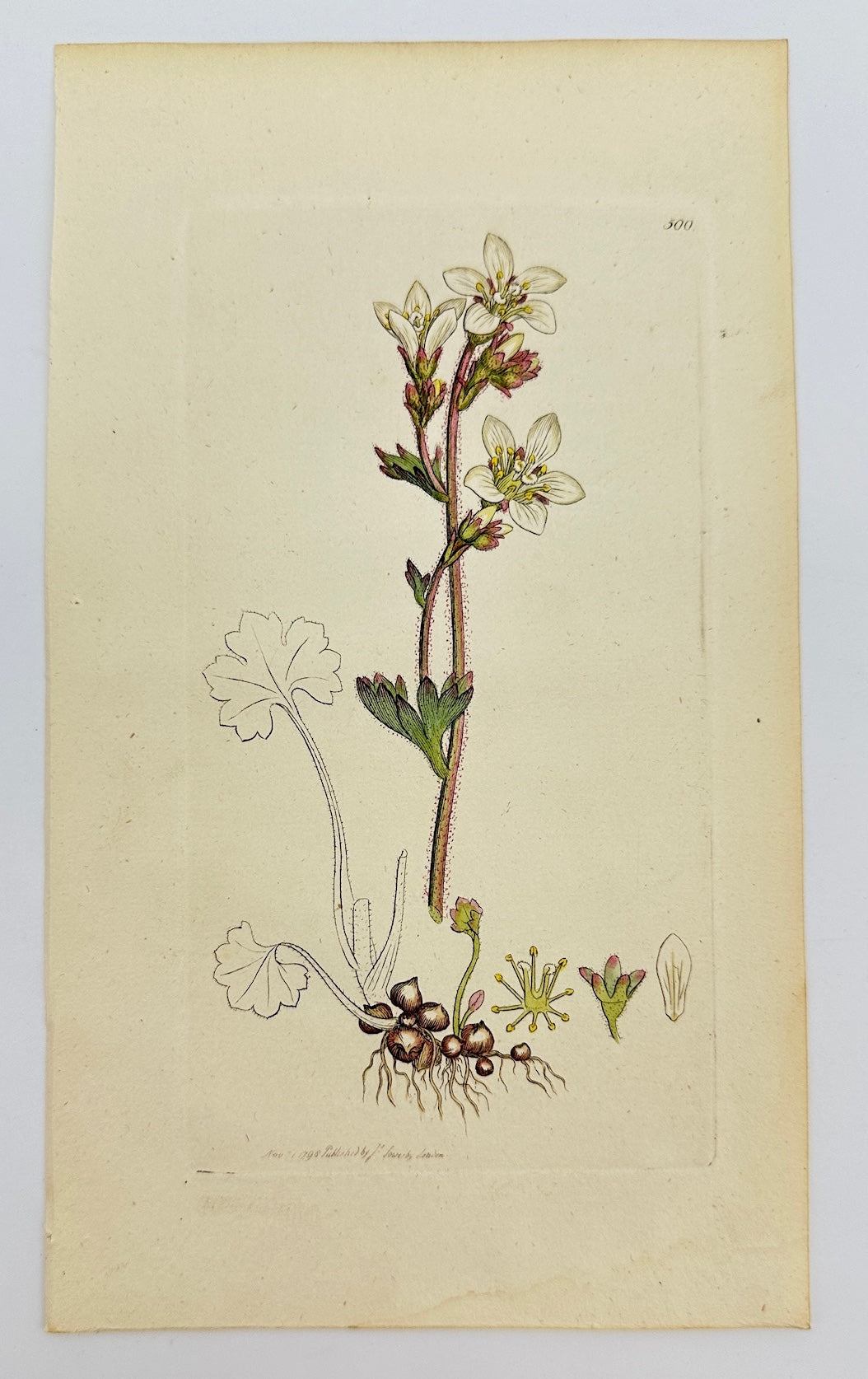 Antique Print - James Sowerby - Saxifraga Granulata - Meadow Saxifrage - F1