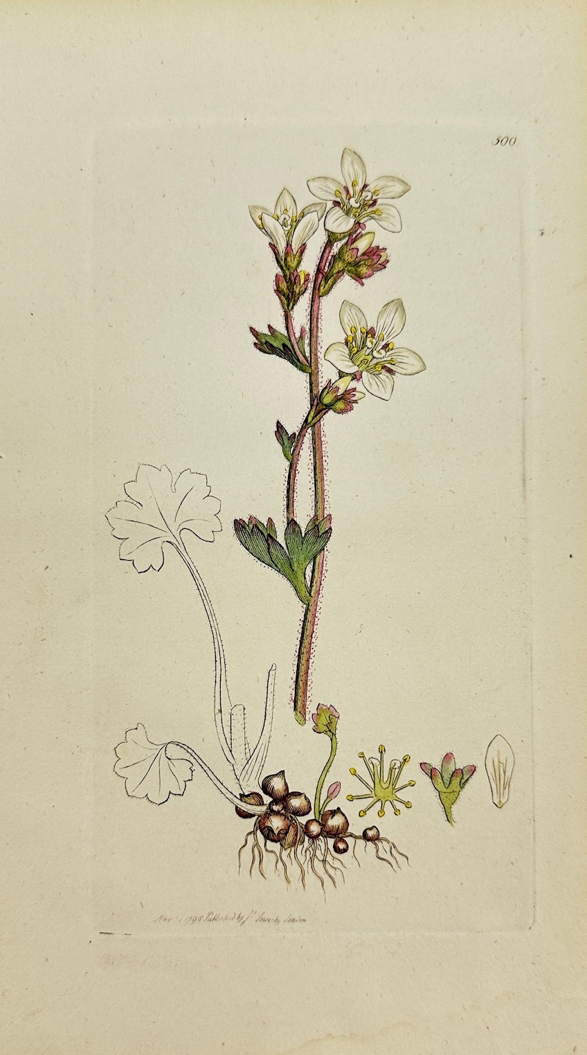 Antique Print - James Sowerby - Saxifraga Granulata - Meadow Saxifrage - F1