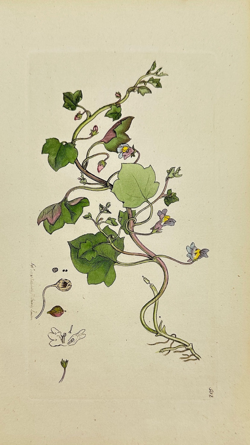 Antique Print - Sowerby - Antirrhinum Cymbalaria - Cymbalaria Snapdragon - F1