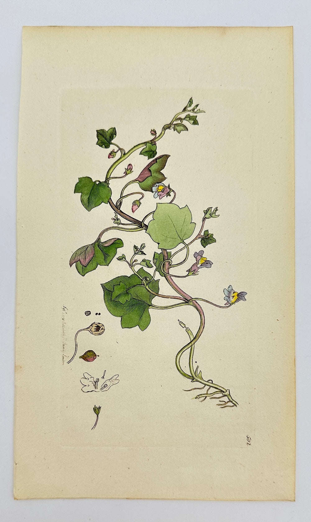 Antique Print - Sowerby - Antirrhinum Cymbalaria - Cymbalaria Snapdragon - F1