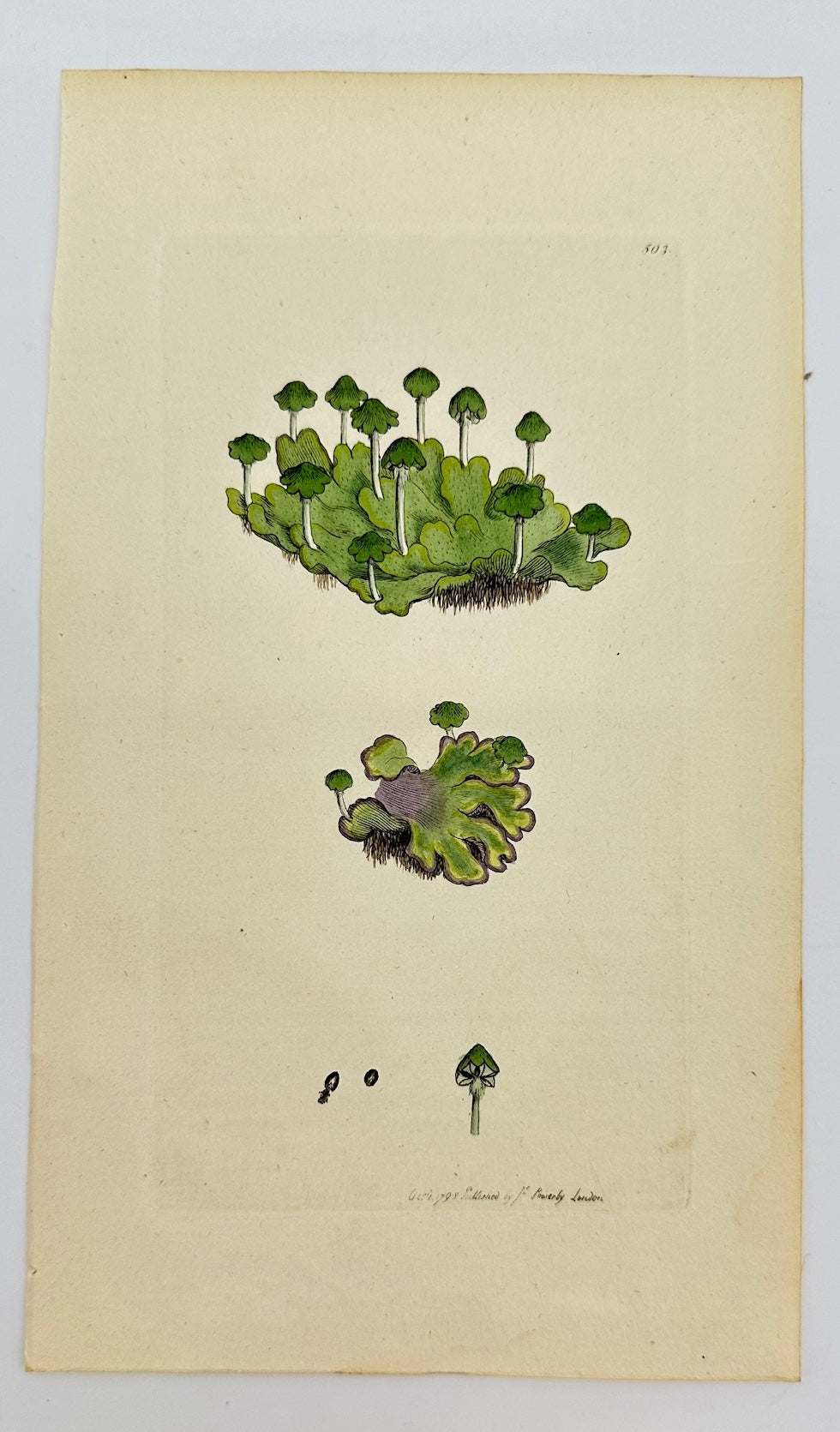 Antique Print - Marchantia Hemisphaerica - Hemispherical Liverwort - F1