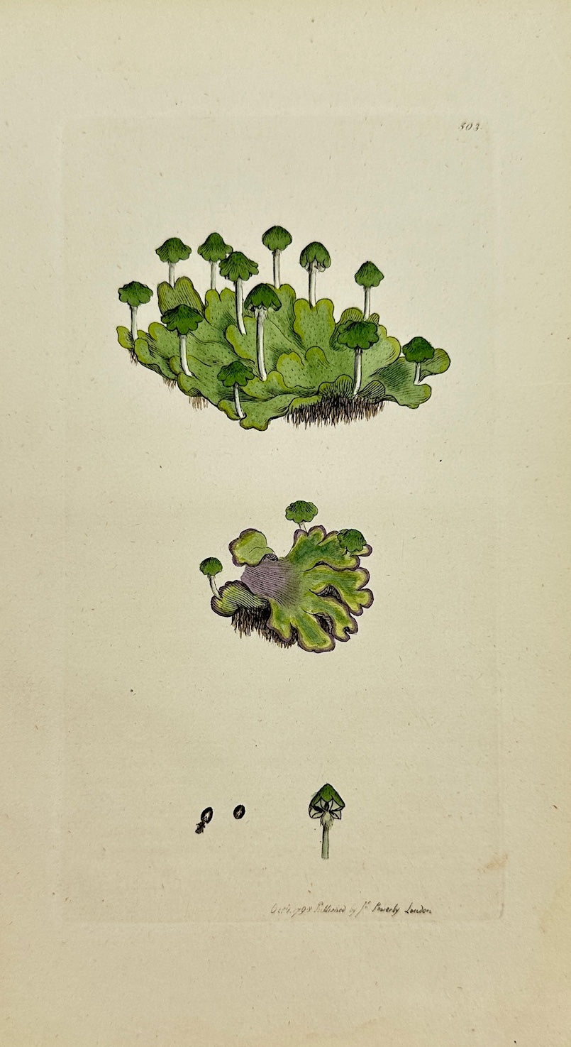 Antique Print - Marchantia Hemisphaerica - Hemispherical Liverwort - F1