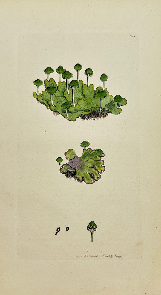 Antique Print - Marchantia Hemisphaerica - Hemispherical Liverwort - F1