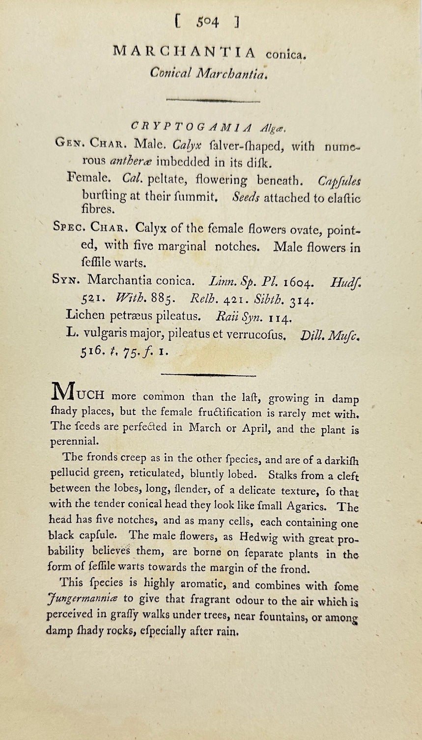 Antique Print - James Sowerby - Marchantia Conica - Conical Liverwort - F1