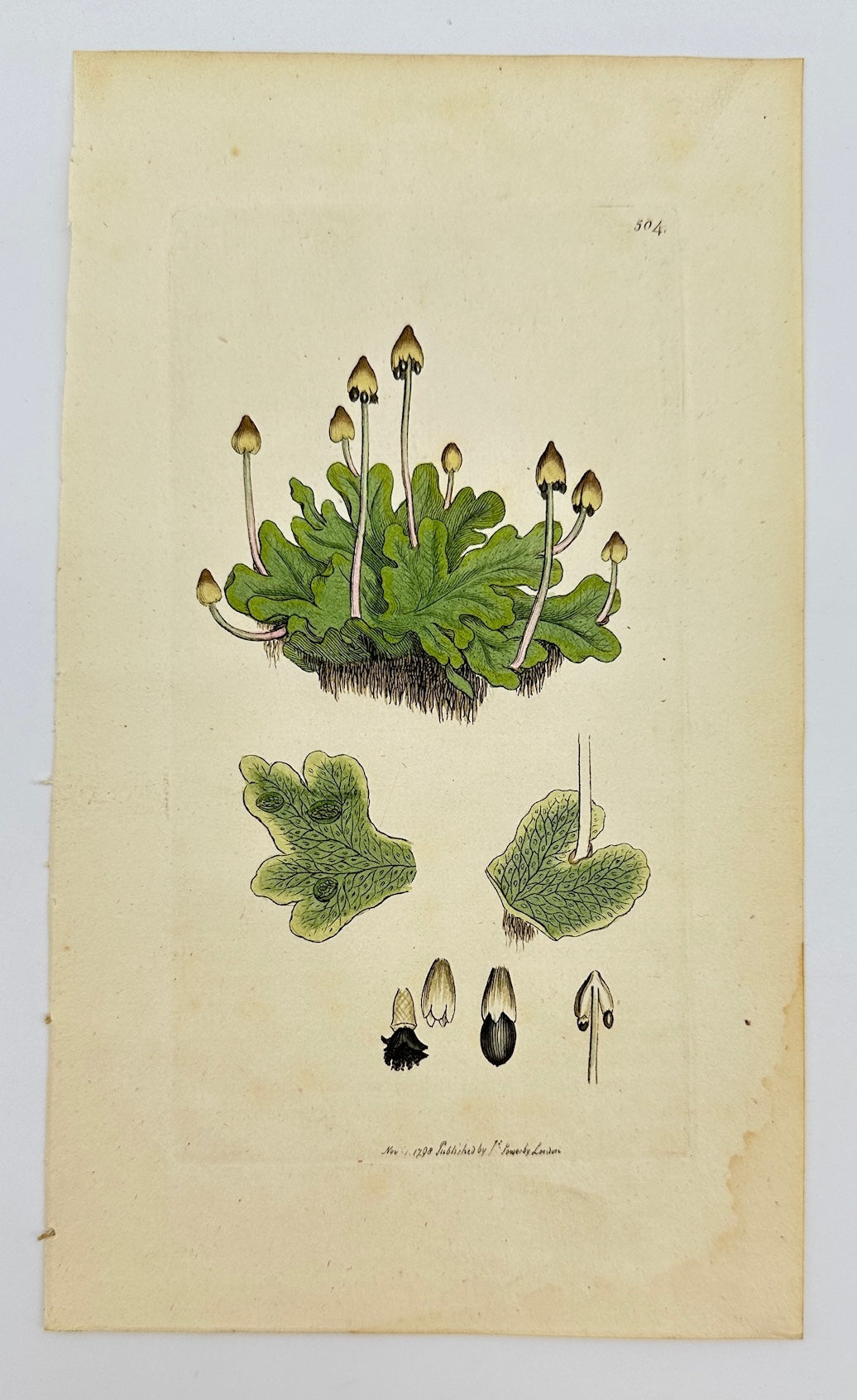 Antique Print - James Sowerby - Marchantia Conica - Conical Liverwort - F1