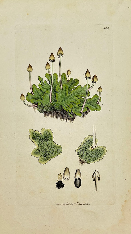 Antique Print - James Sowerby - Marchantia Conica - Conical Liverwort - F1