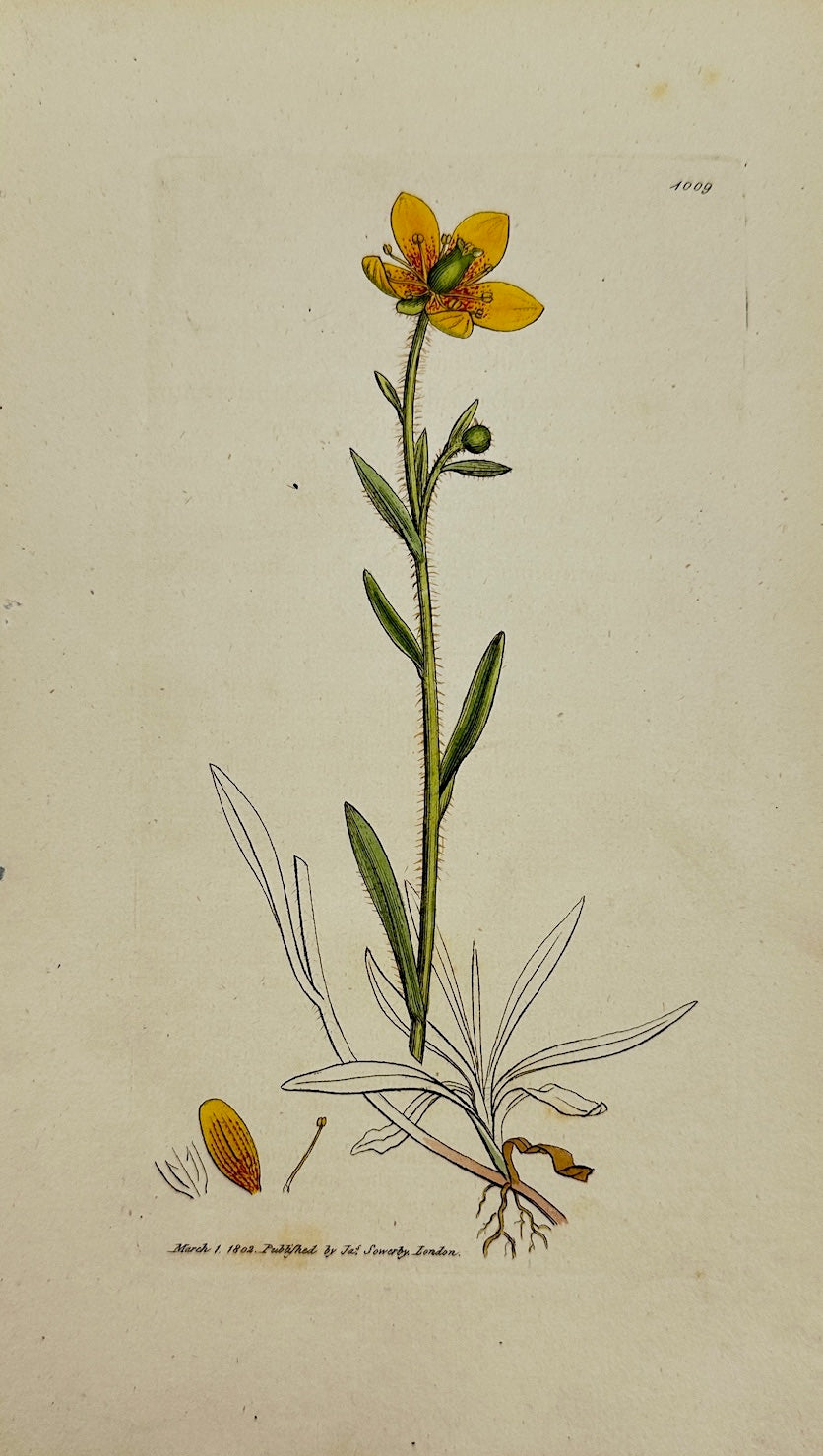 Antique Print - James Sowerby - Saxifraga Hirculus - Yellow Marsh Saxifrage - F1