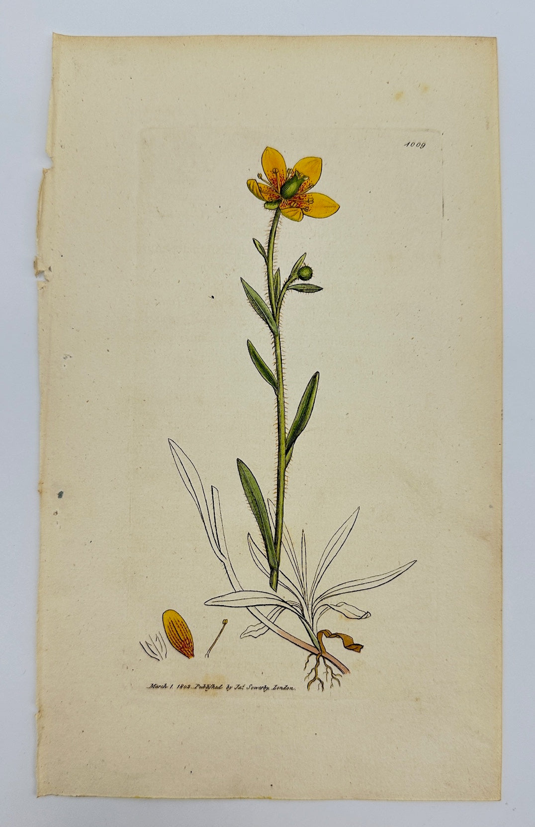 Antique Print - James Sowerby - Saxifraga Hirculus - Yellow Marsh Saxifrage - F1