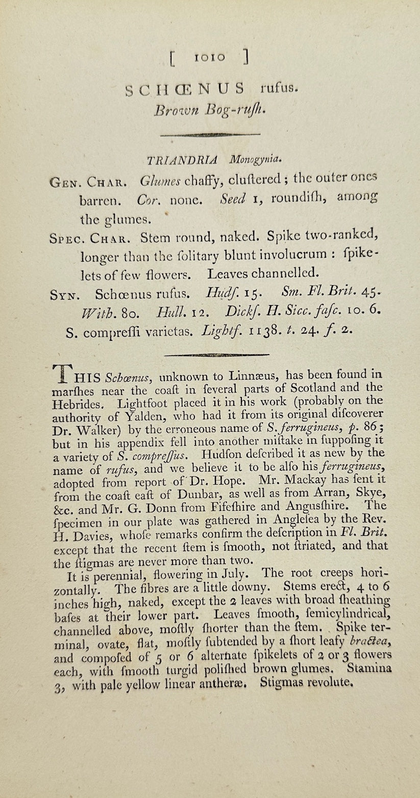 Antique Botanical Print - James Sowerby - Schenus Rufus - Brown Bog-rush - F1