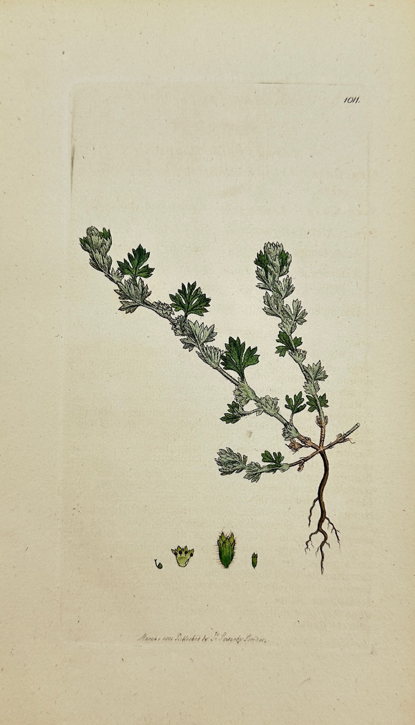 Antique Print - James Sowerby - Alchemilla Arvensis - Field Lady's Mantle - F1