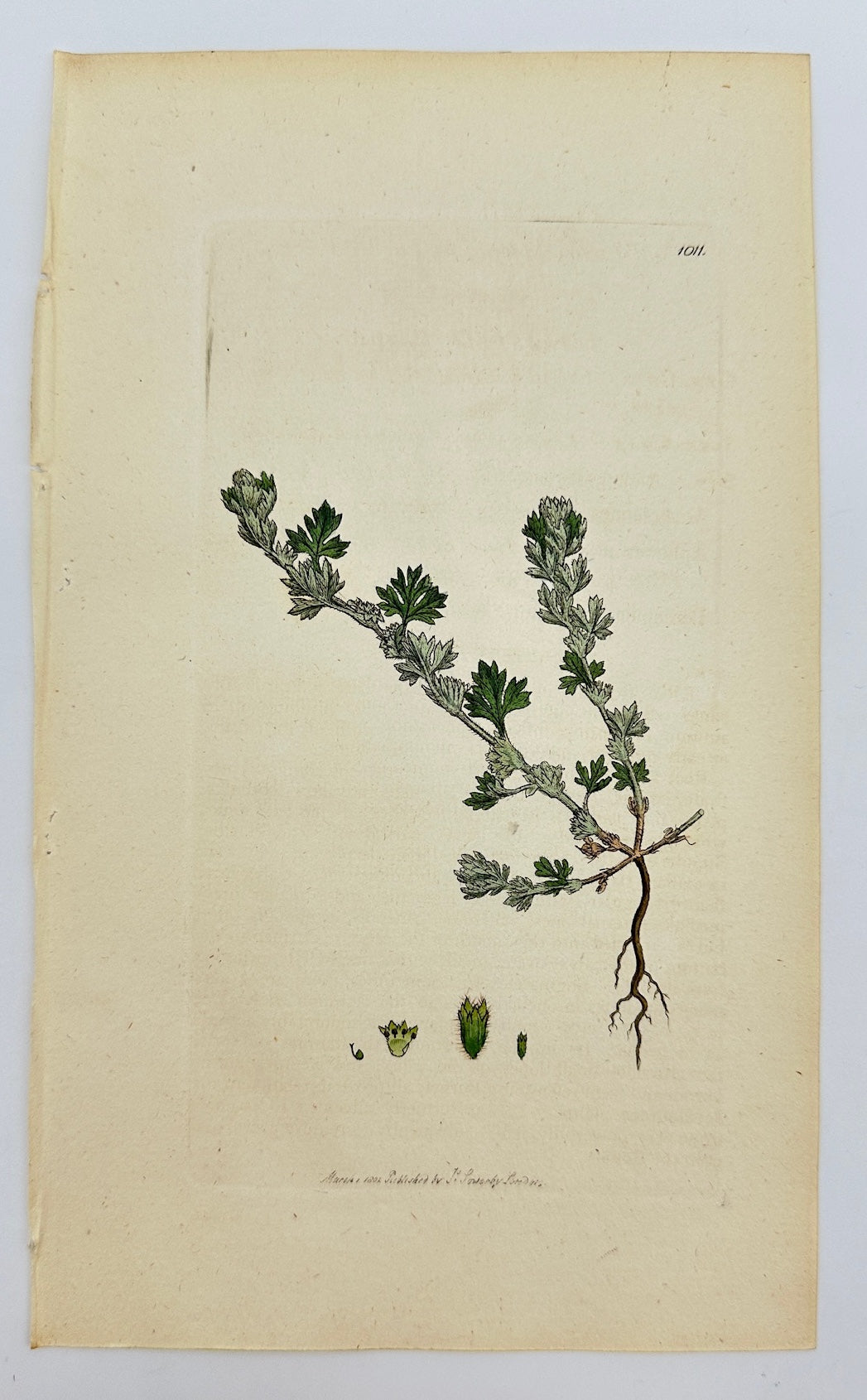 Antique Print - James Sowerby - Alchemilla Arvensis - Field Lady's Mantle - F1