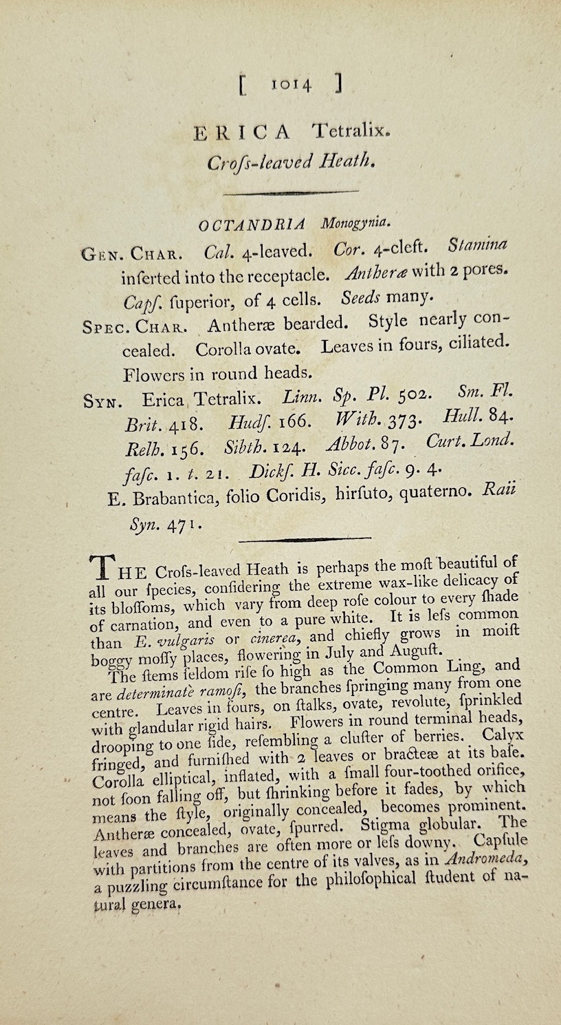 Antique Print - James Sowerby - Erica Tetralix - Cross-leaved Heath - F1