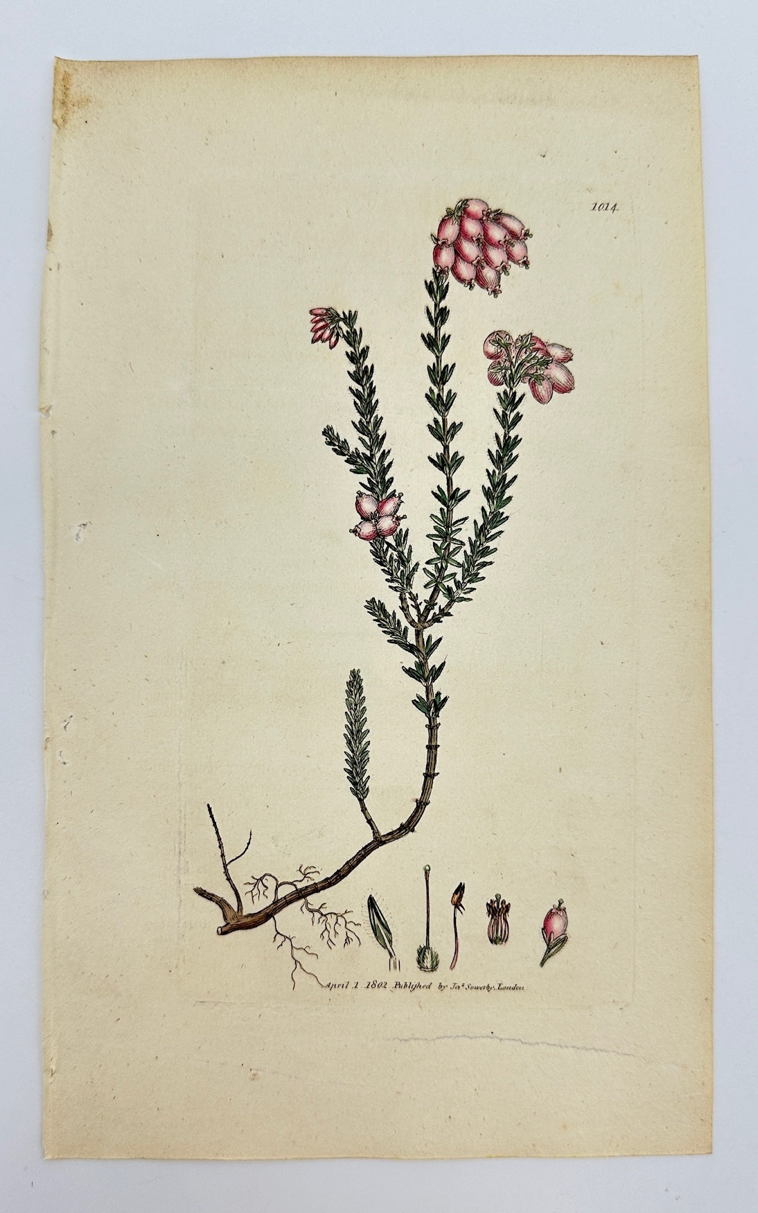 Antique Print - James Sowerby - Erica Tetralix - Cross-leaved Heath - F1