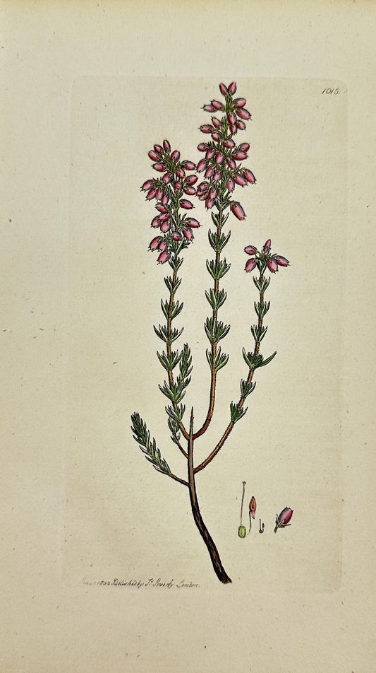 Antique Botanical Print - James Sowerby - Erica Cinerea - Bell Heather - F1