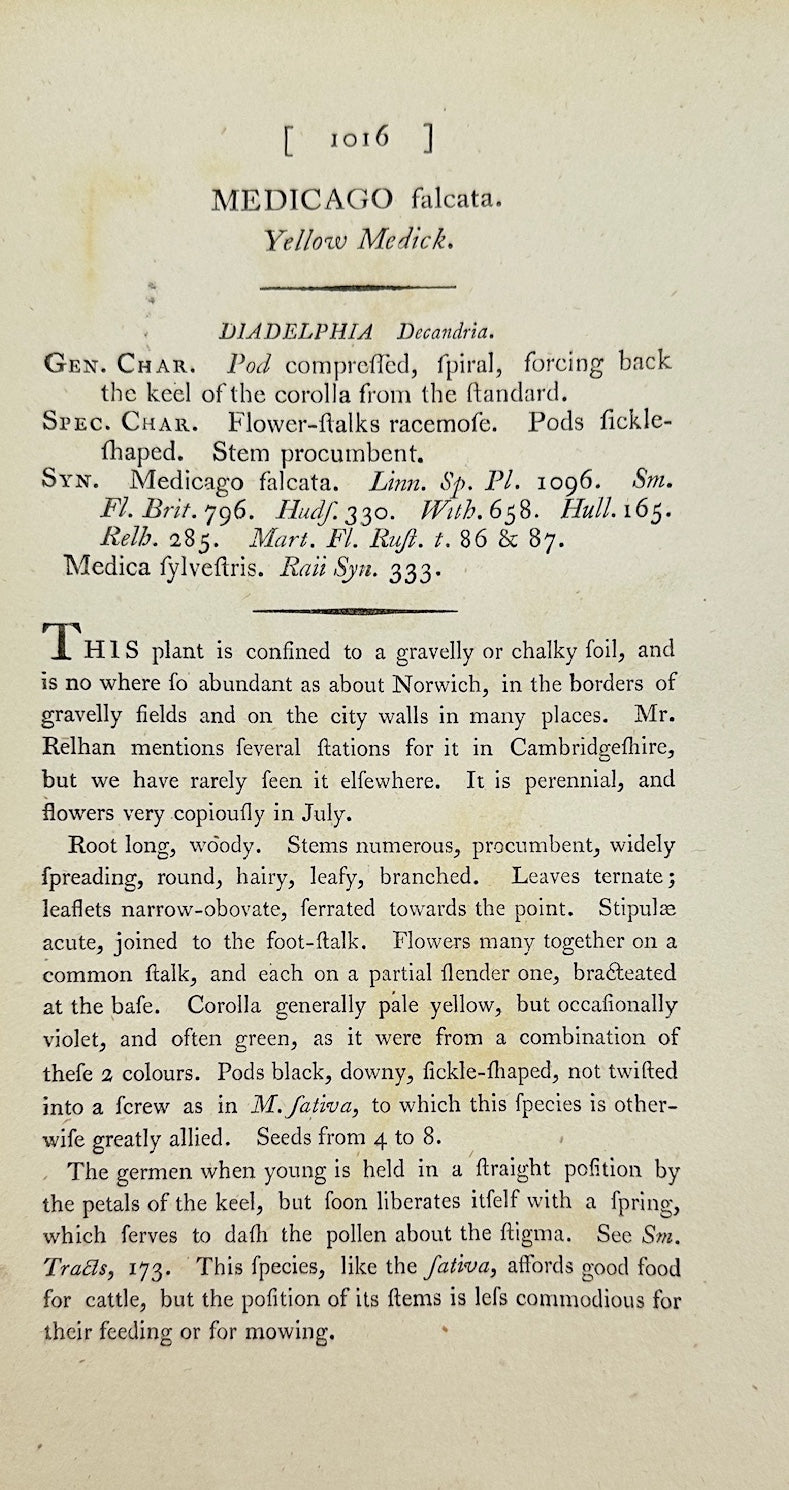 Antique Botanical Print - James Sowerby - Medicago Falcata - Sickle Medick - F1