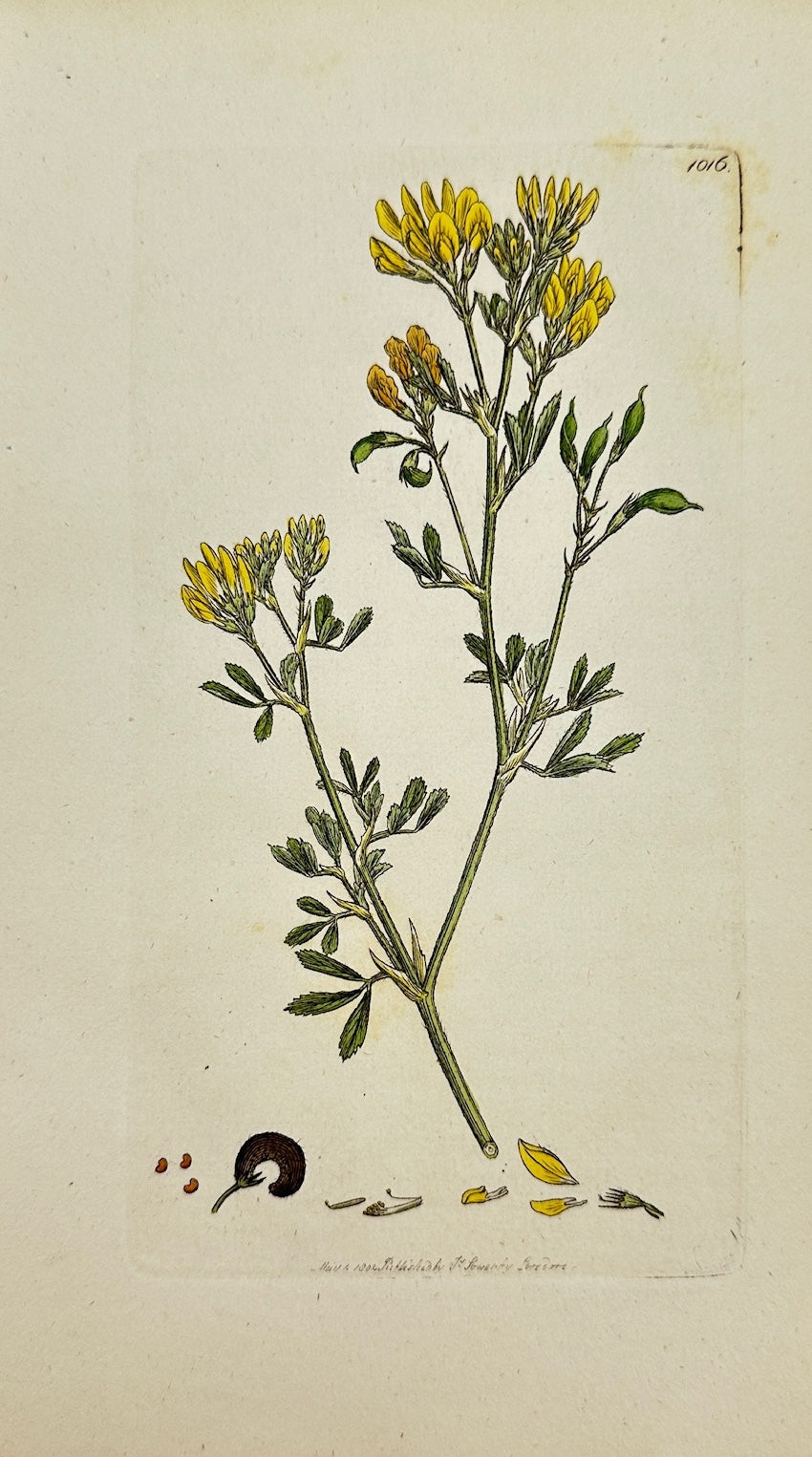 Antique Botanical Print - James Sowerby - Medicago Falcata - Sickle Medick - F1